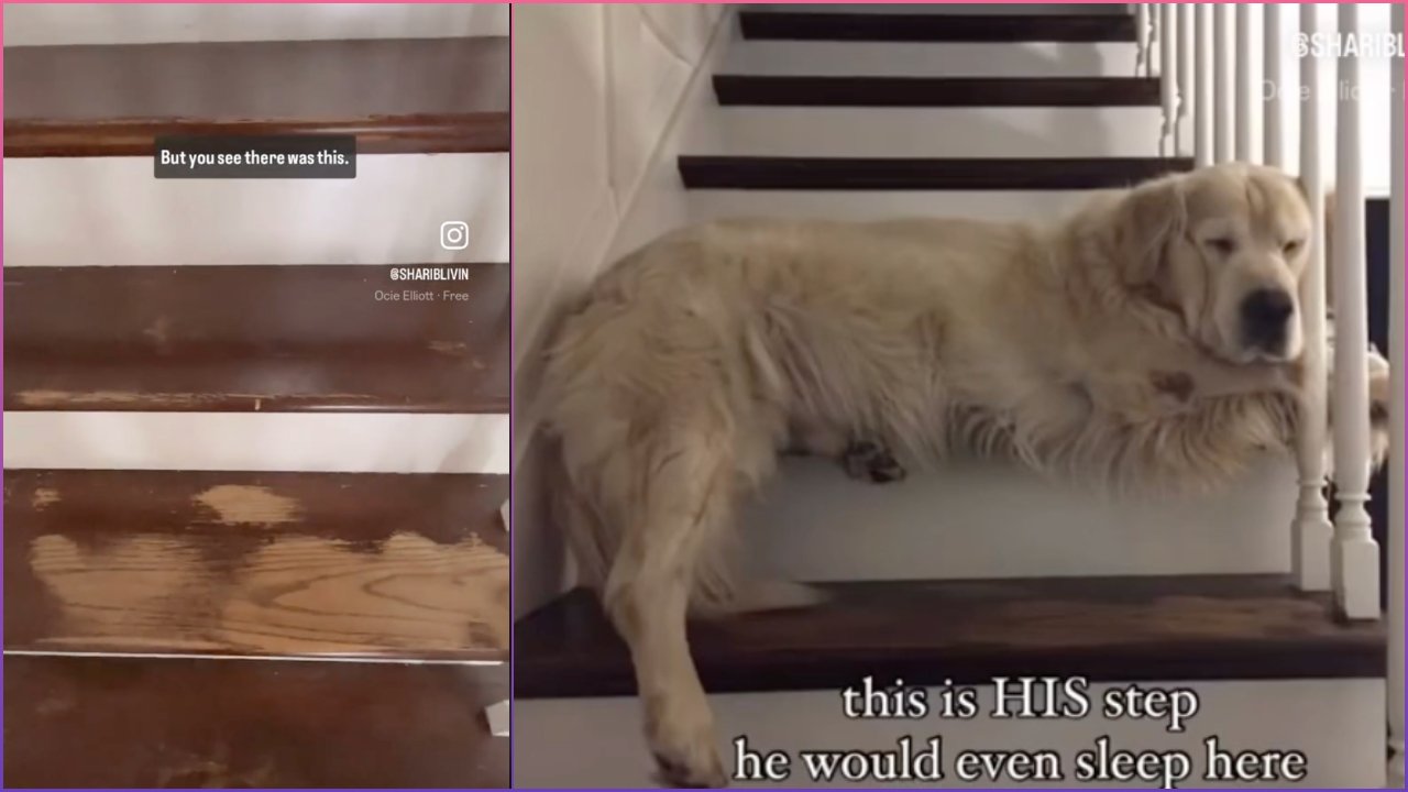 Emotionele video over overleden hond en zijn favoriete plekje op de trap gaat viraal