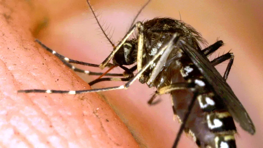 Innovative method from Valencia: sterilized mosquitoes against dengue fever – Newsmonkey