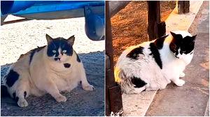 Dikke kat Chonkus Maximus is dé toeristische trekpleister van Kreta