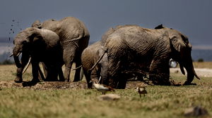 Verontwaardiging nadat toerist bier in slurf olifant giet