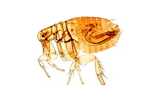 Pestbesmetting vastgesteld bij inwoner van Californië; vlooienbeet vermoedelijk oorzaak