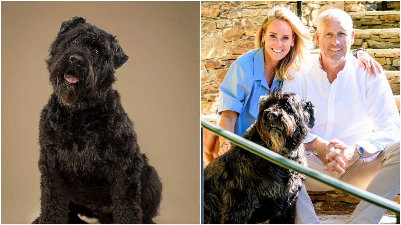 Leo, de trouwe hond van 'De Verhulstjes', is overleden: "Slaap zacht  prachtige, lieve hond" - Newsmonkey