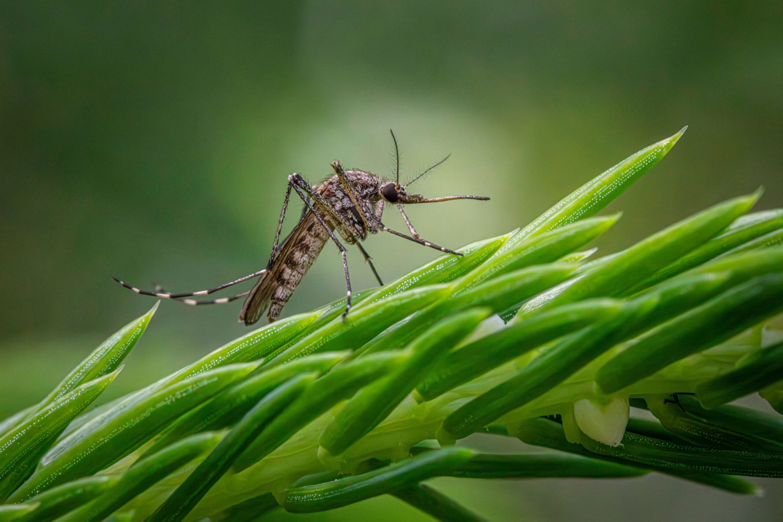 French Company to Roll Out Large-Scale Tiger Mosquito Sterilization