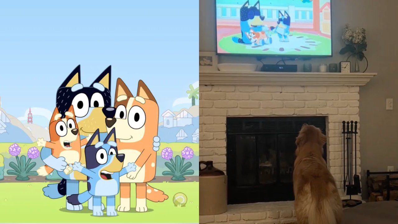 TikTok (en honden) in de ban van 'Bluey'_ tv-reeks gebruikt kleuren die ook honden kunnen zien